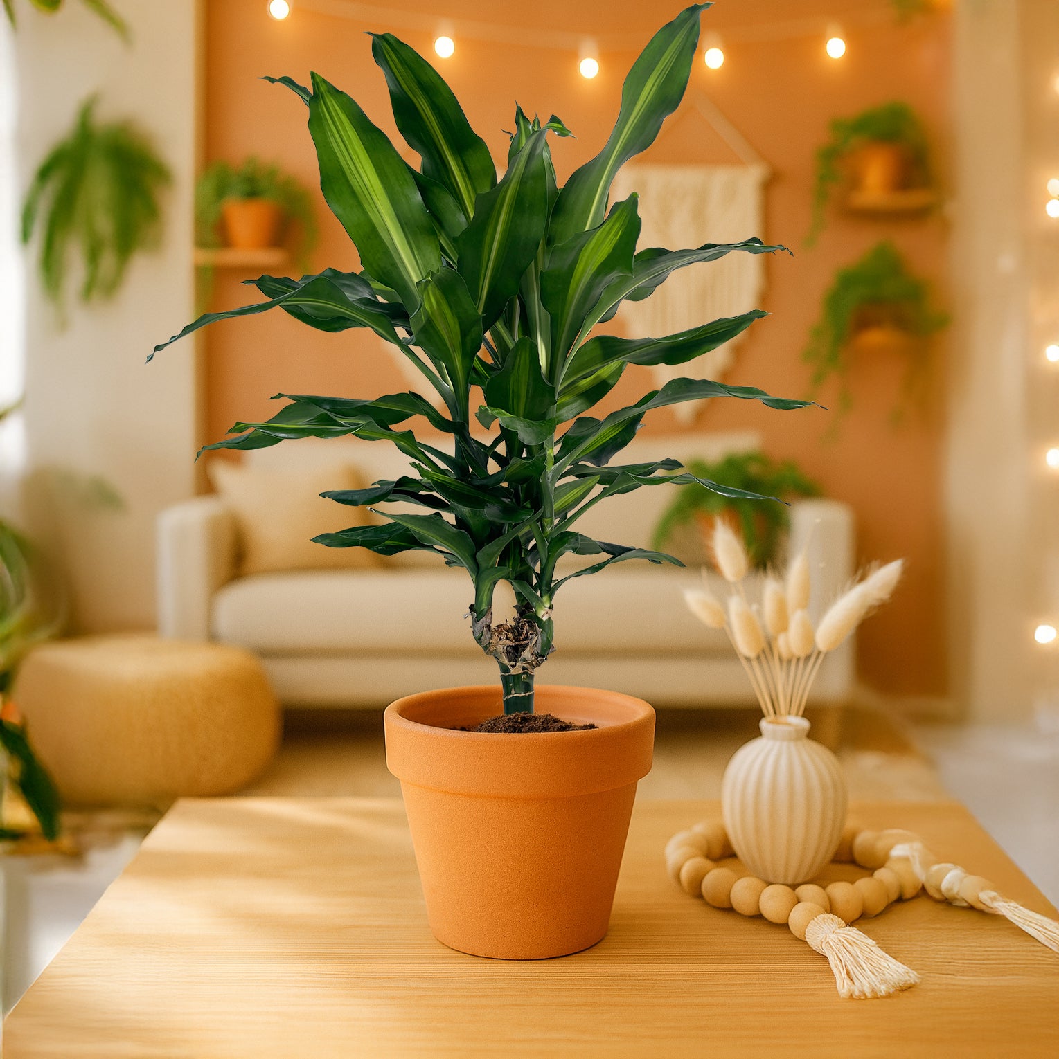 1.41_QT_DRACAENA_CINTHO_2.jpg?