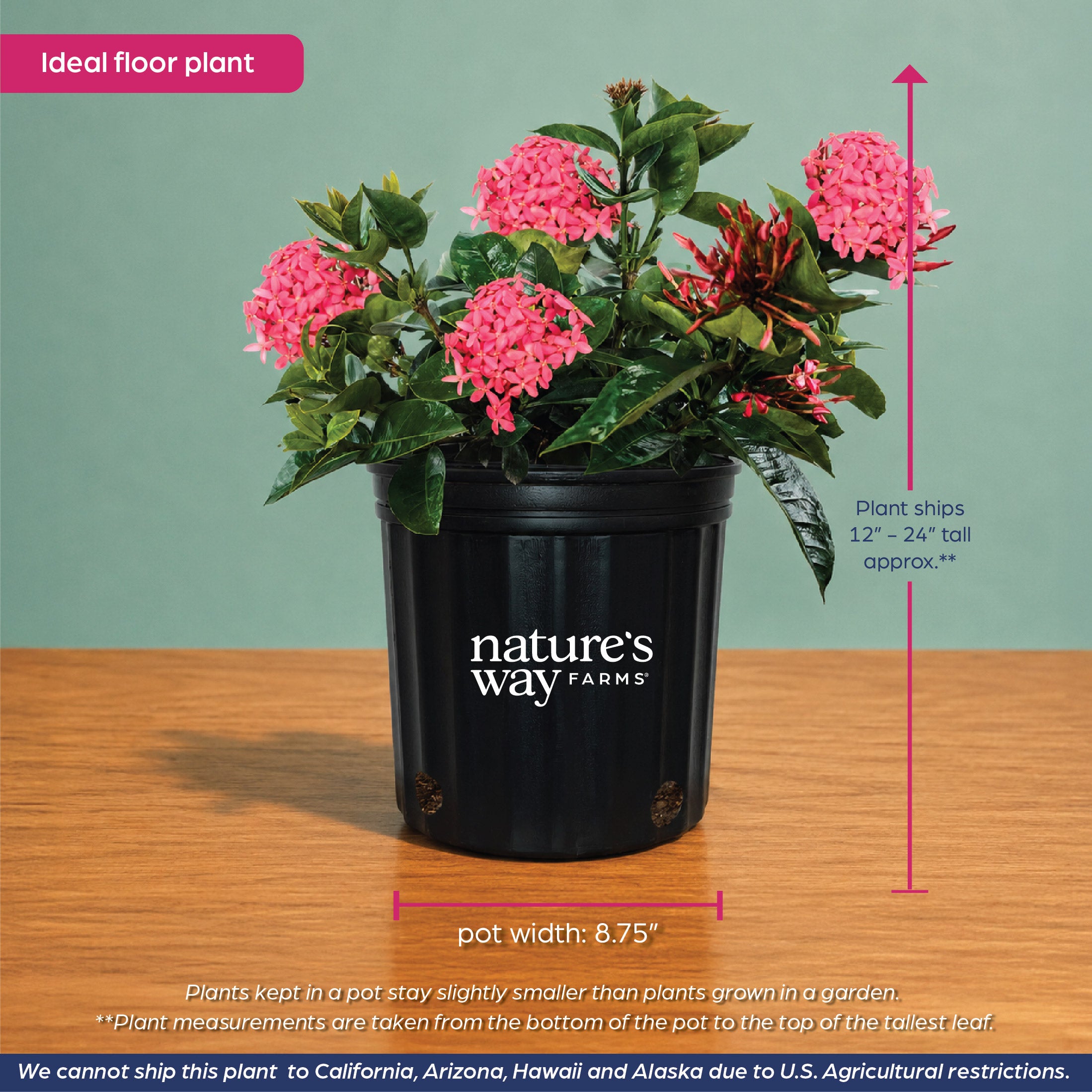Ixora Nora Grant Pink – Nature's Way Farms