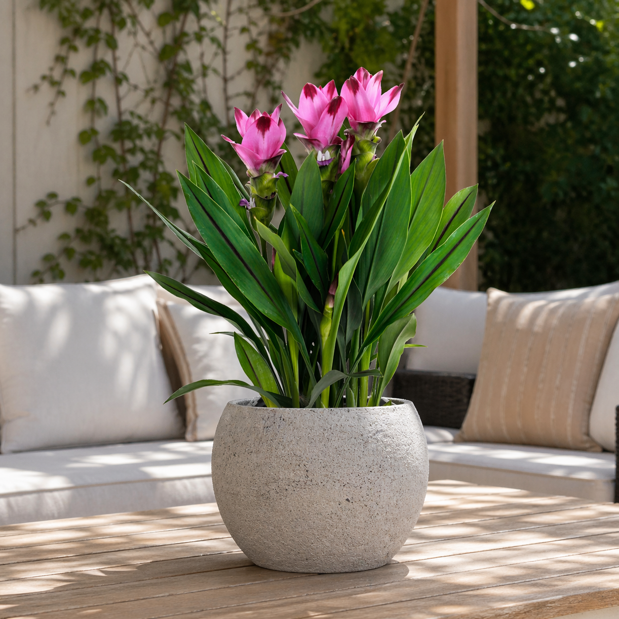 Curcuma Siam Splash  Nature's Way Farms