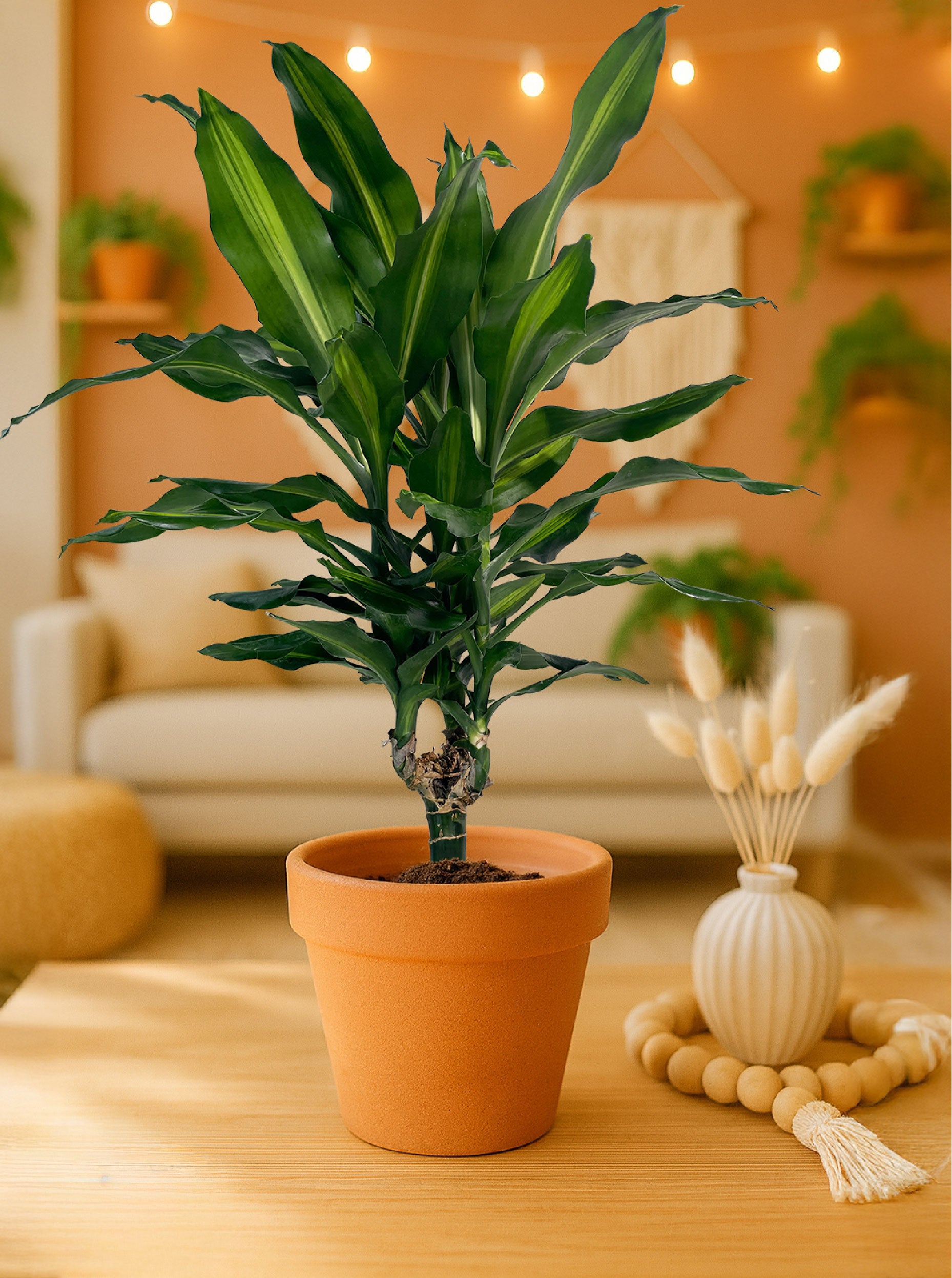 Dracaena Cintho – Nature's Way Farms