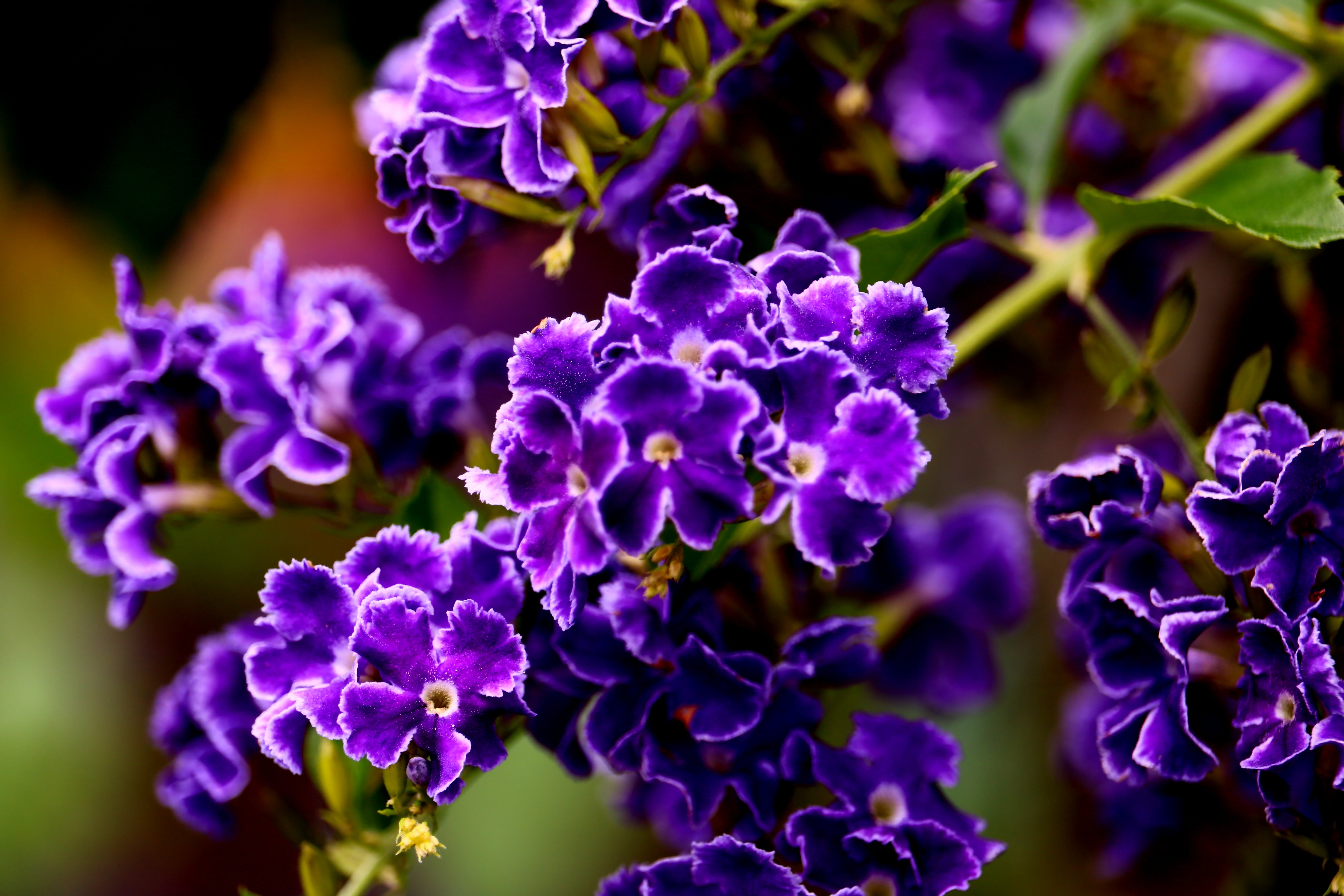 Duranta Saphire – Nature's Way Farms