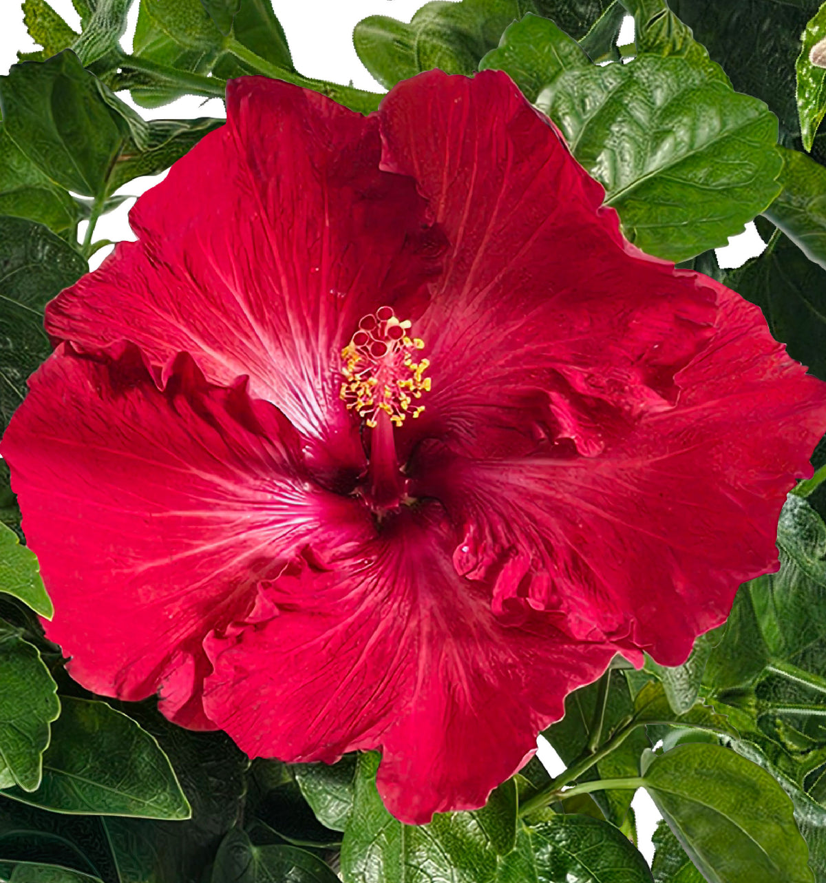 Hibiscus Red Bay – Nature's Way Farms
