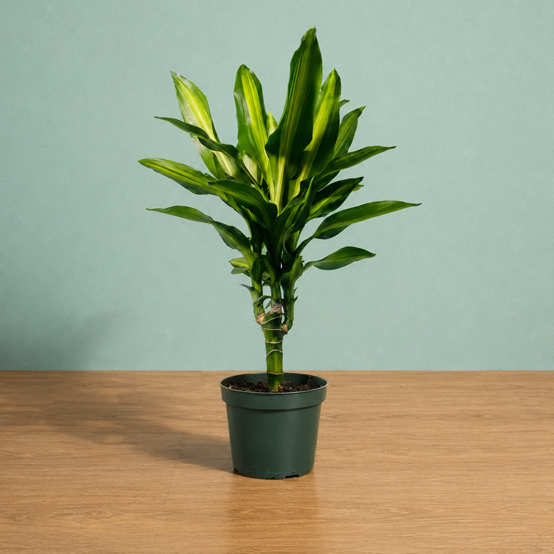 Dracaena Cintho – Nature's Way Farms