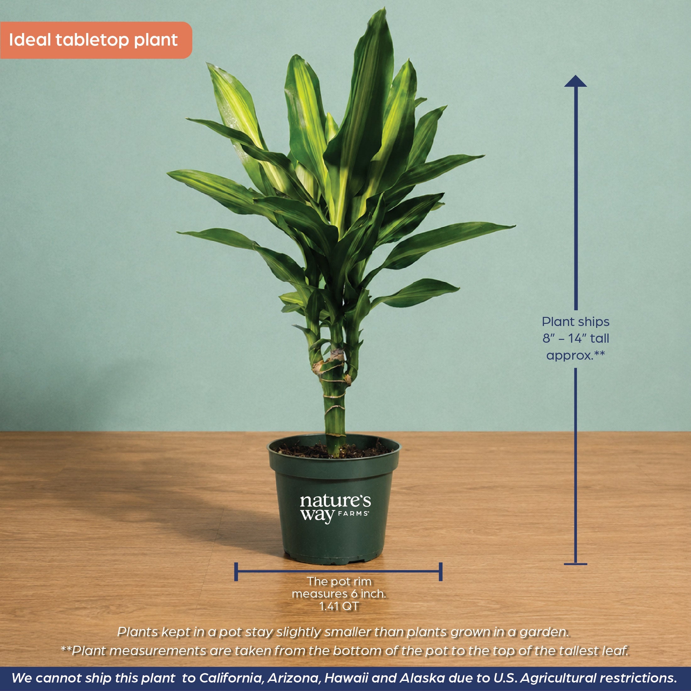 Dracaena Cintho – Nature's Way Farms